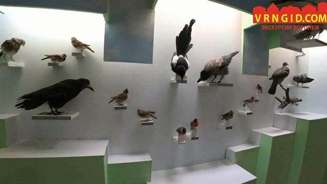 Экскурсия в Новохоперск и Хопёрский заповедник смотреть онлайн