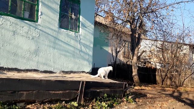 Белый кот вышел погулять и страшно переживает, нет ли поблизости соседского кота драчуна смотреть онлайн