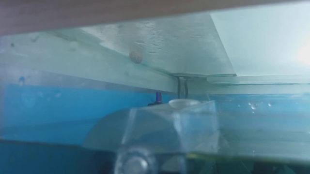 АМПУЛЯРИЯ. НУЖНА ВАшА ПОМОЩЬ!!! смотреть онлайн