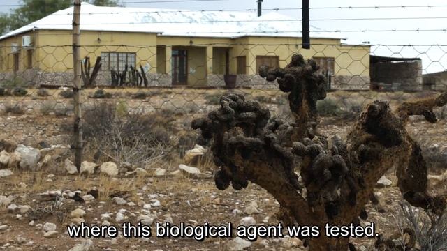 KNOCKOUT: BIOLOGICAL CONTROL OF BOXING GLOVE CACTUS IN SOUTH AFRICA смотреть онлайн
