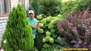 Красивые САДЫ. У соседей. Красивые КОМПОЗИЦИИ из ХВОЙНЫХ и не только.#ландшафтныйдизайн#красиваядач