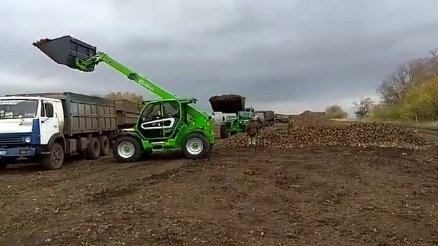 Погрузчики MERLO на уборке свеклы смотреть онлайн