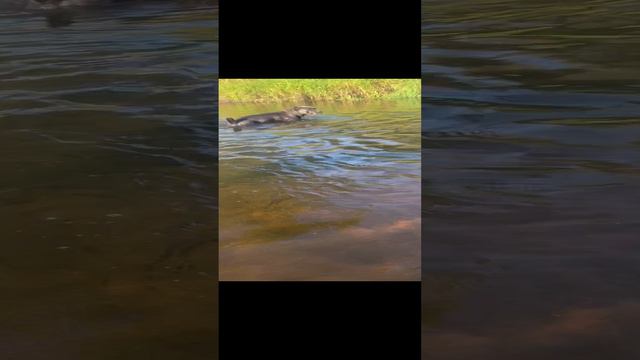 Ну не плаваю я… но воду люблю #канекорсо #canecordo