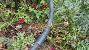 Сульфат магния+Сульфат калия- отличная подкормка для растений.