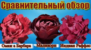 Омаж а Барбара, Маликорн,   Индиан Раффлс .Сравнительный обзор трёх сортов роз