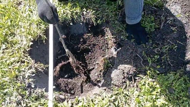 Как посадить саженец груши или яблони с открытой корневой системой