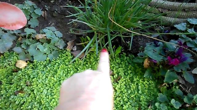 Beginner Garden Tour Part 3 смотреть онлайн