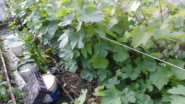 Виноград в теплице . первое цветение лоз. смотреть онлайн
