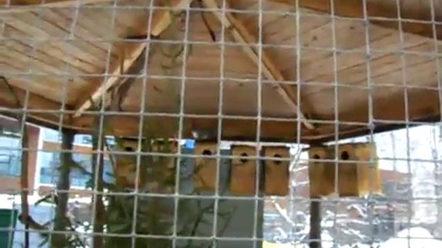 Белка в клетке 4