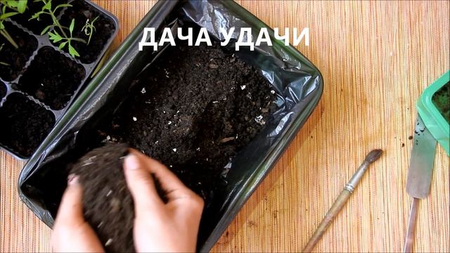 ПИКИРОВКА рассады томатов! 2 удобных способа пересадки. ДАЧА УДАЧИ смотреть онлайн