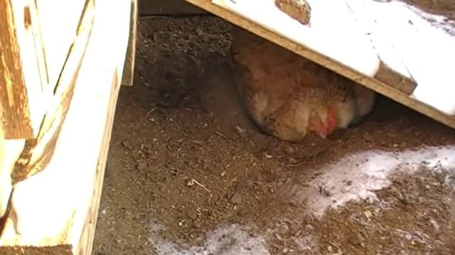 14 января 2019г. ЗОЛЬНАЯ ВАННА ДЛЯ КУР зачем где почему смотреть онлайн