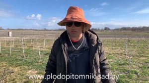 ПРАВИЛЬНАЯ обрезка ВИШНИ и ЧЕРЕШНИ весной после посадки и до 3 лет. Как обрезать косточковые и когд