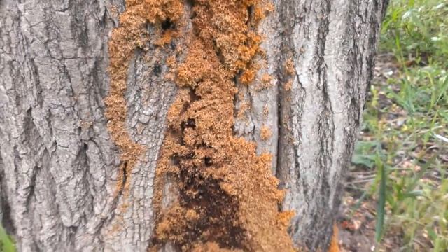 Муравьи косят под термитов! смотреть онлайн