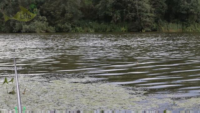 Как на что и где ловить дикого сазана в августе? Секреты ловли сазана в августе от профессионала! смотреть онлайн