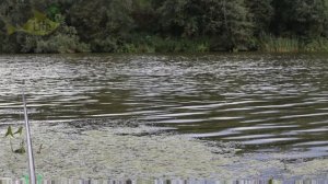 Как на что и где ловить дикого сазана в августе? Секреты ловли сазана в августе от профессионала!