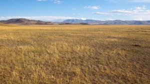 Бурядская песня Талын бургэд