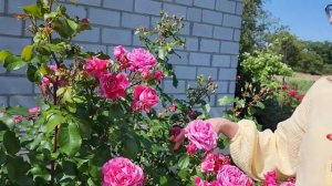 17 июня 2023 г. Цветение розы INES SASTRE  Meilland / 2010 г.