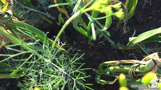 Домовладелец Pro