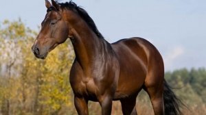 Буденновские лошади особенности породы | Коневодство | Порода Буденновских лошадей