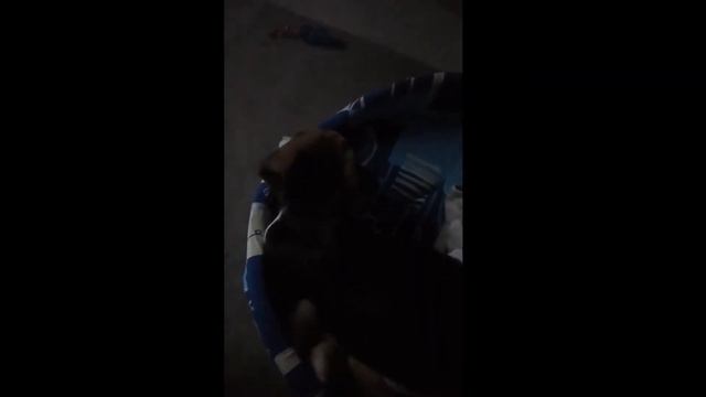 Мой бигль смотреть онлайн