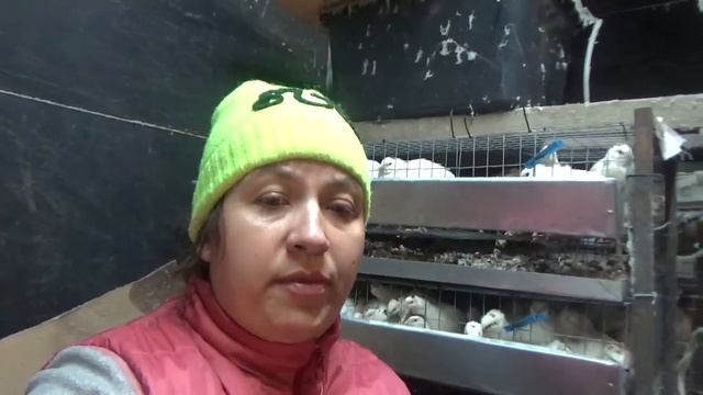 Как правильно выбрать клетку для перепелов? Как сделать клетку своими руками? смотреть онлайн