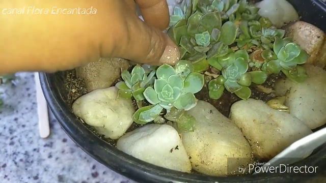 Echeveria cubanita depois da decaptação смотреть онлайн