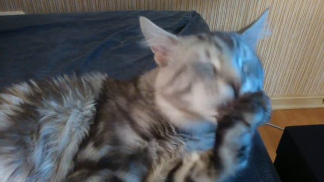 Кот Зевс моется смотреть онлайн
