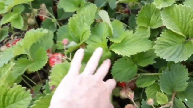 Гигантелла- Голладский сорт садовой клубники смотреть онлайн