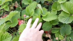 Гигантелла- Голладский сорт садовой клубники