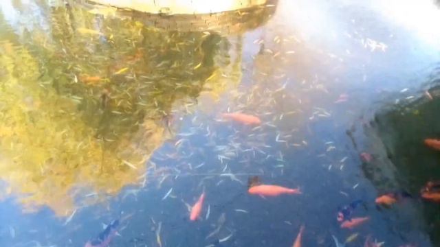 София в Одесском Зоопарке 🐒🐂🐆🐺🐴🐏 смотреть онлайн