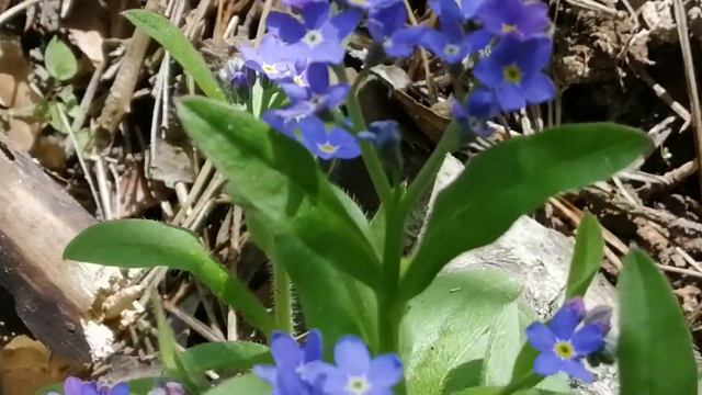 Незабутка Myosotis scorpioides смотреть онлайн