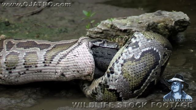 Python Eats Alligator 01 Narration смотреть онлайн