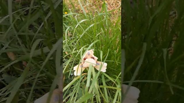 Желтые ирисы смотреть онлайн