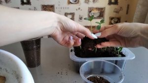 Пикировка циннии. Уход после пересадки. Часть 2.