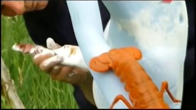 Садовое искусство 21 века №10 смотреть онлайн