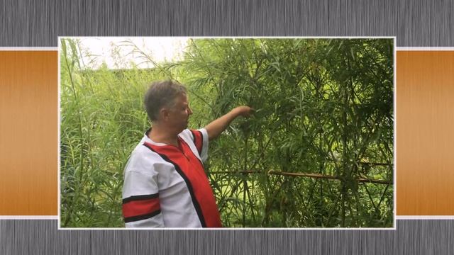 Правильный уход за живой изгородью из ивы смотреть онлайн