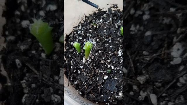 Semillero de cactus viejito / Cephalocereus Senilis смотреть онлайн