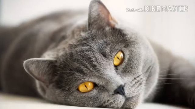 Какая ты кошка по знаку зодиака смотреть онлайн