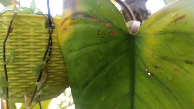 Summer gardening☘️|| Plants update || Balcony Garden смотреть онлайн