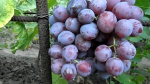 Виноград Дюжина