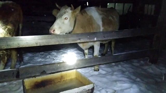вечерняя работа на скот дворе. приглашение подписчиков. смотреть онлайн