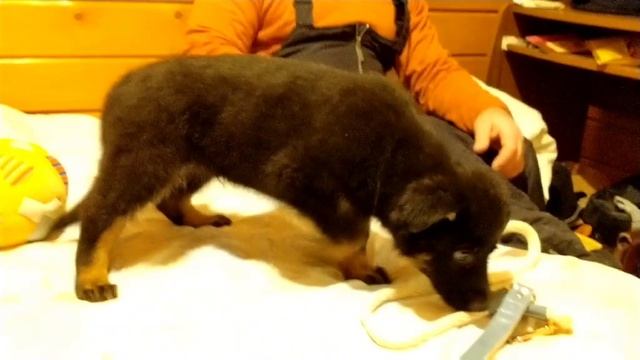 Щенки КупитьПродажа Немецкая овчарка