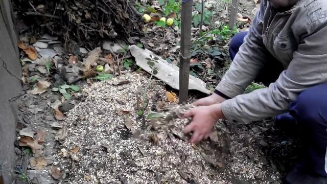 Укрытие роз на зиму (плетистые розы). смотреть онлайн