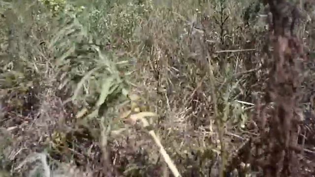 Первый полет квадрокоптера смотреть онлайн