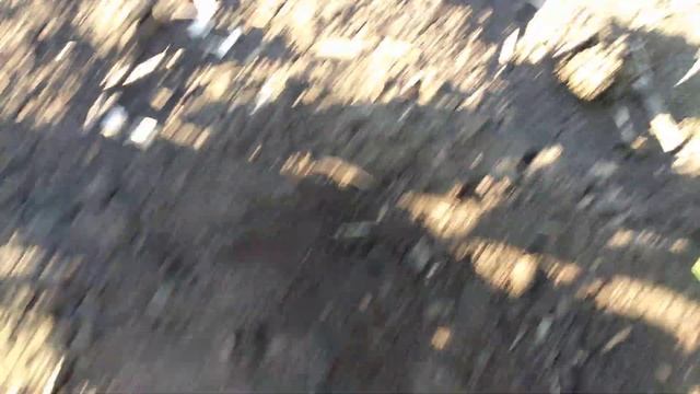 Гибрид подсолнечника – СИ БАРБАТИ (SI BARBATI) смотреть онлайн