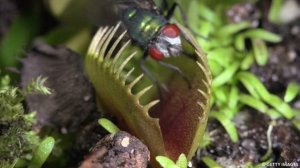 РАСТЕНИЯ: ВЕНЕРИНА МУХОЛОВКА