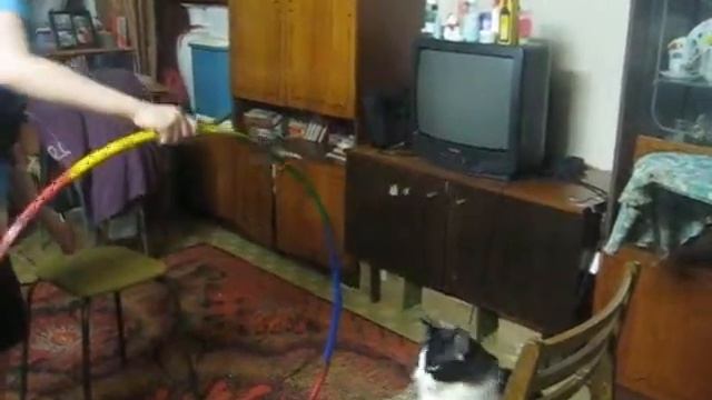 А кошка Плюша не поняла... смотреть онлайн