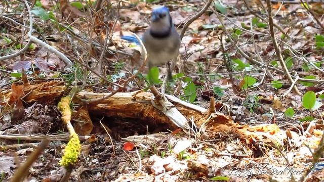 Blue Jays | One of the Coolest Birds Around смотреть онлайн