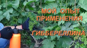 Моя методика применения гиббереллина на винограде кишмишных сортов www.vinograd-kriulya.com
