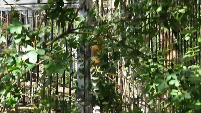 Малыш лемуров сбежал от своих сородичей 15.08.2022 смотреть онлайн